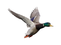 Flying Mallard
